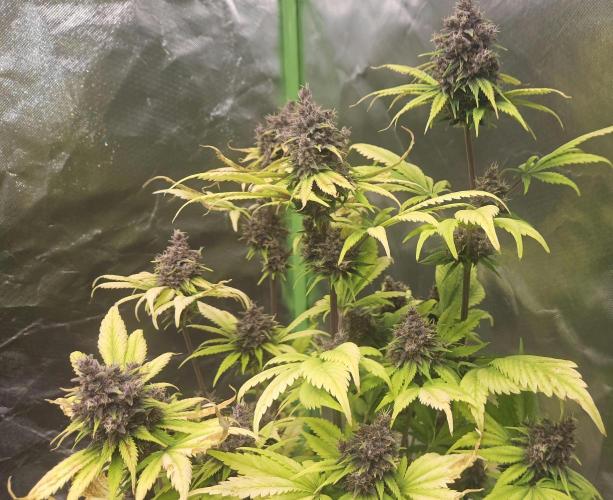 Banana Purple Punch Auto RF3. Week 9