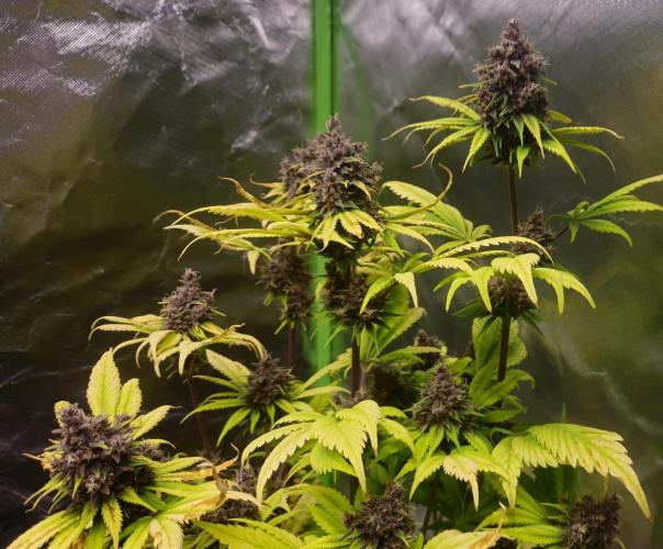 Banana Purple Punch Auto RF3. Week 9