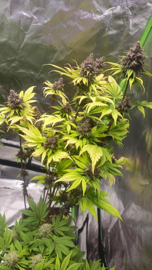 Banana Purple Punch Auto RF3. Week 9