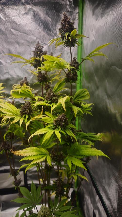 Banana Purple Punch Auto RF3. Week 9