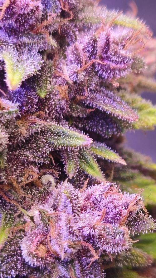 Banana Purple Punch Auto RF3. Week 10