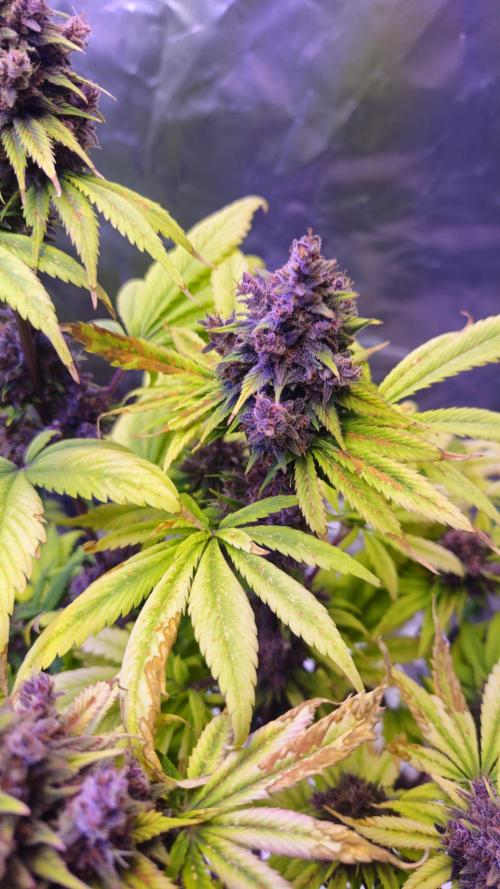 Banana Purple Punch Auto RF3. Week 10