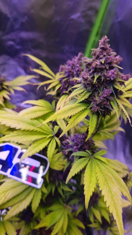 Banana Purple Punch Auto RF3. Week 10