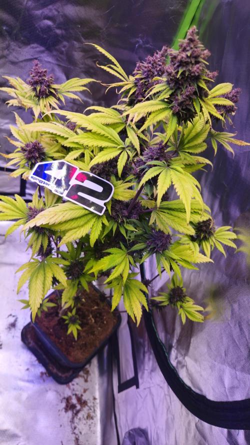 Banana Purple Punch Auto RF3. Week 10