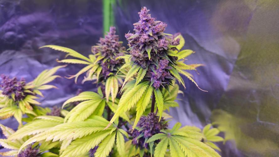 Banana Purple Punch Auto RF3. Week 10