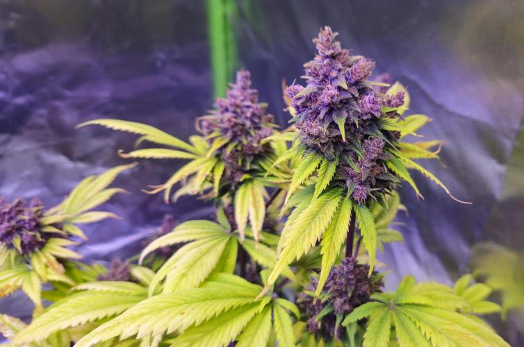 Banana Purple Punch Auto RF3. Week 10