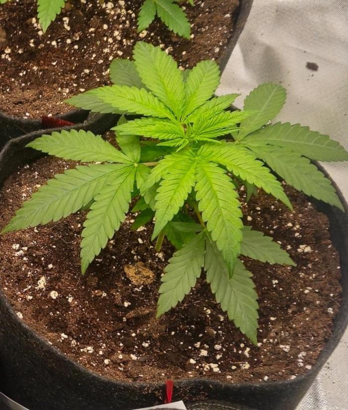 Amnesia. Week 2