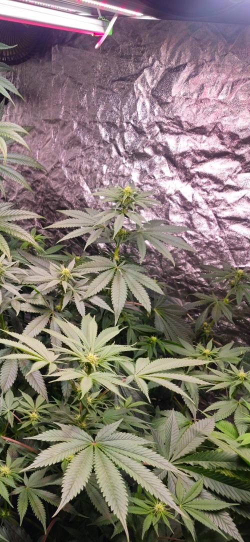 Amnesia. Week 6
