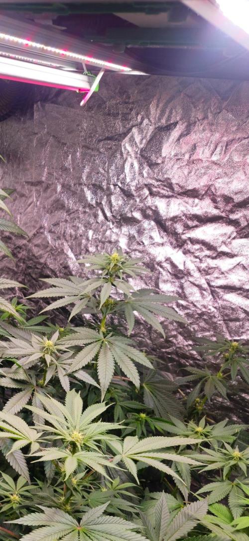 Amnesia. Week 6