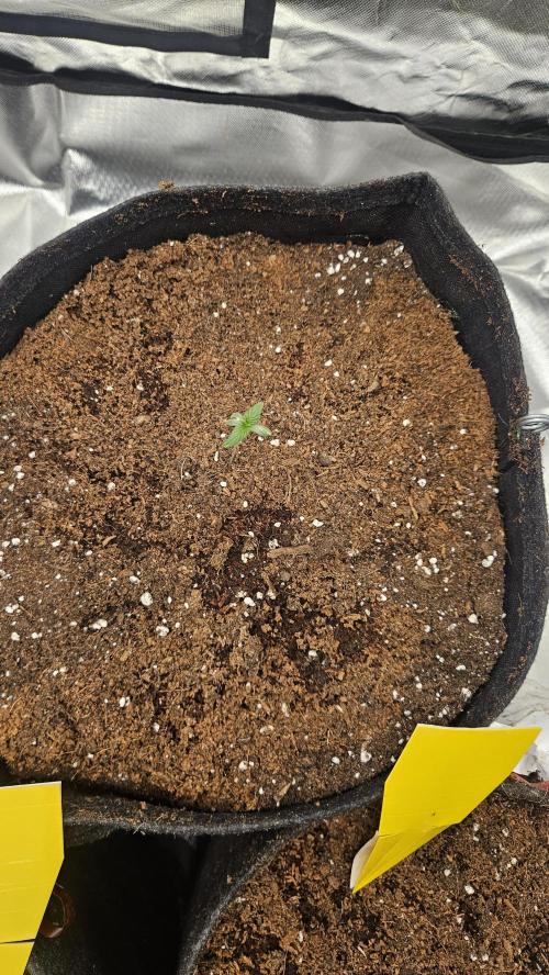 Cherry Cola Auto RF3. Week 0