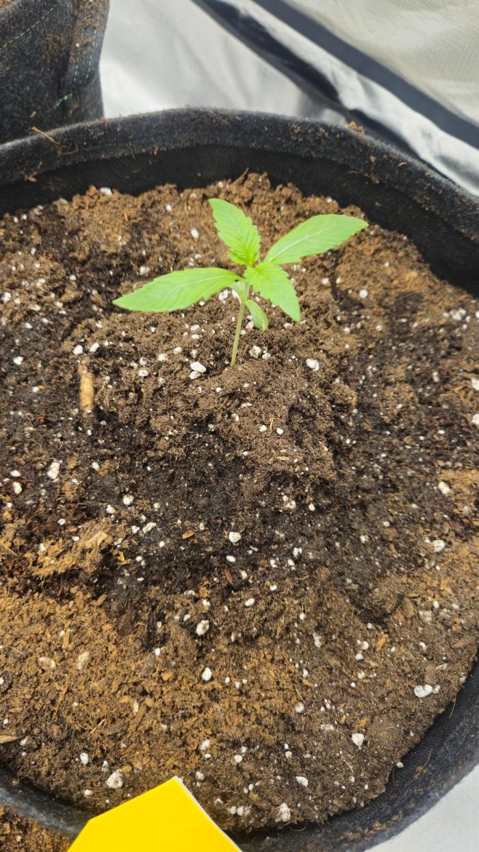 Cherry Cola Auto RF3. Week 1