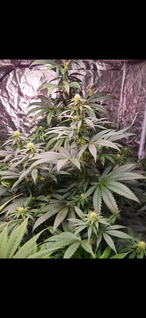 Amnesia. Week 7