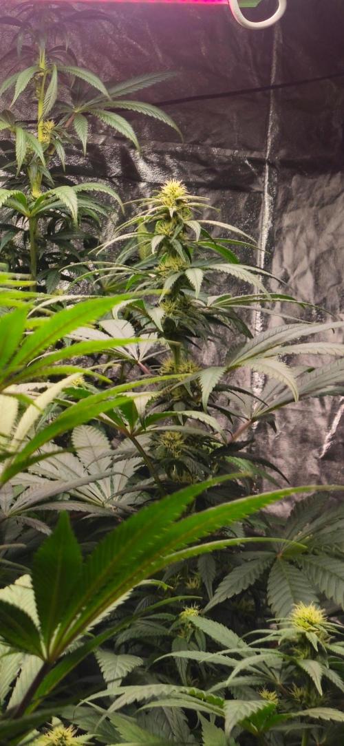 Amnesia. Week 7