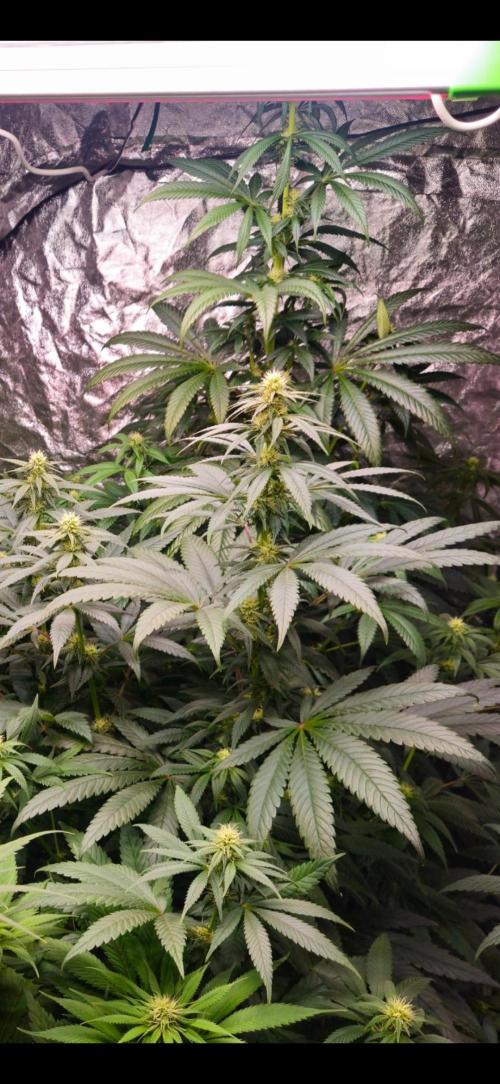 Amnesia. Week 7