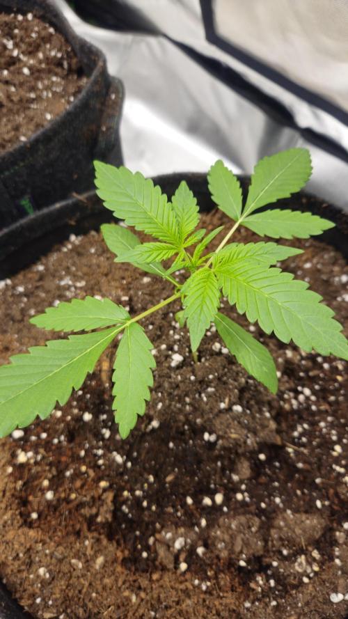 Cherry Cola Auto RF3. Week 2