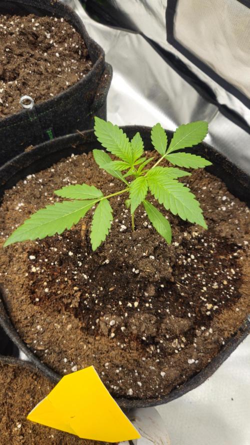 Cherry Cola Auto RF3. Week 2