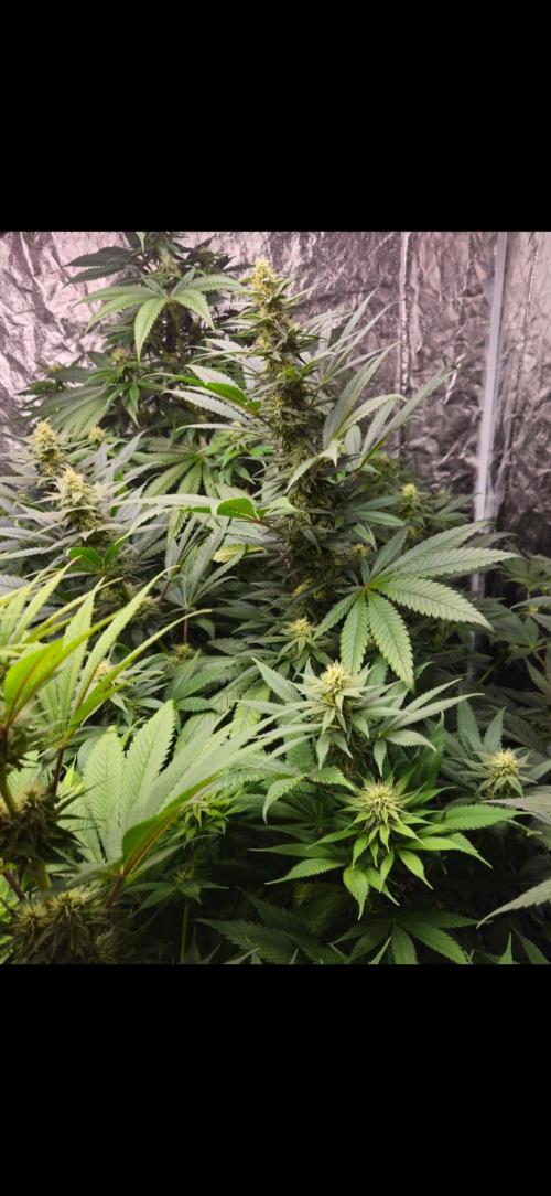 Amnesia. Week 8