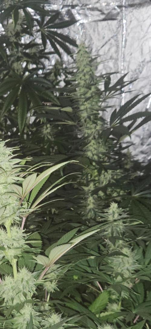 Amnesia. Week 8