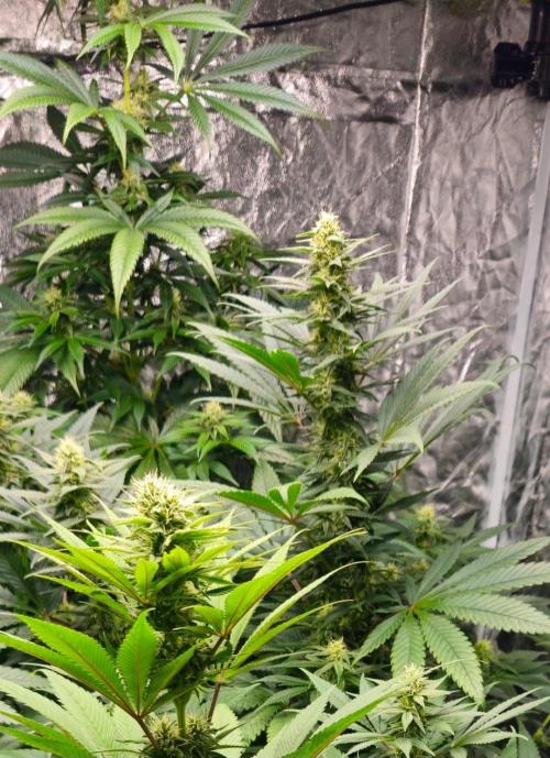 Amnesia. Week 8