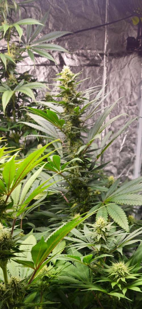 Amnesia. Week 8