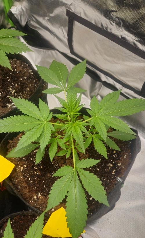 Cherry Cola Auto RF3. Week 3