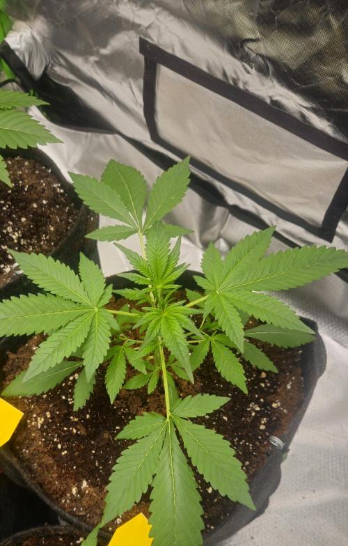 Cherry Cola Auto RF3. Week 3