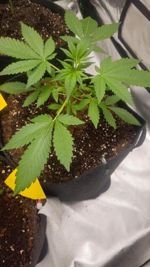 Cherry Cola Auto RF3. Week 3