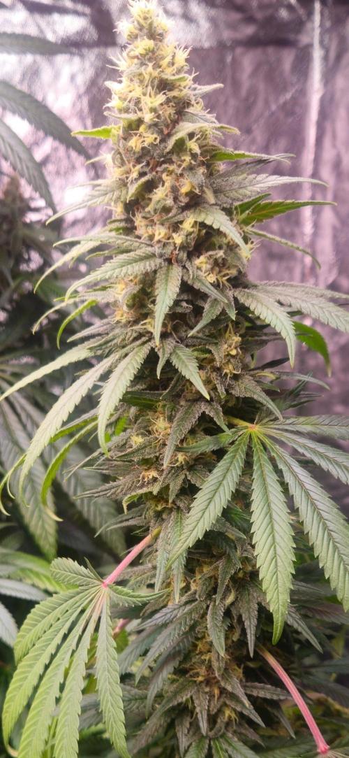 Amnesia. Week 9
