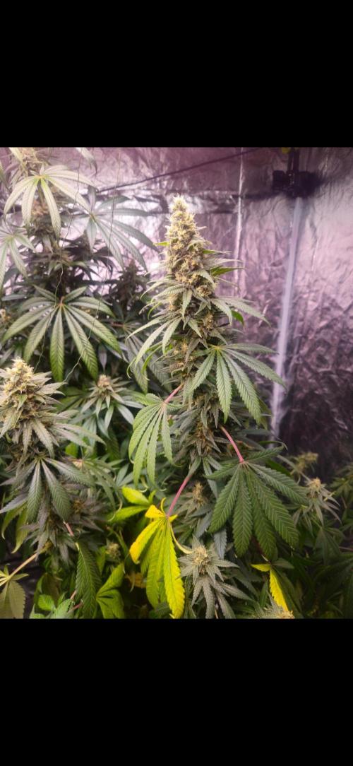 Amnesia. Week 9