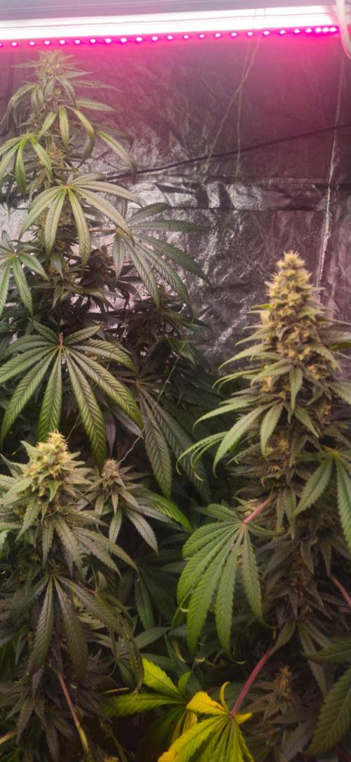 Amnesia. Week 9