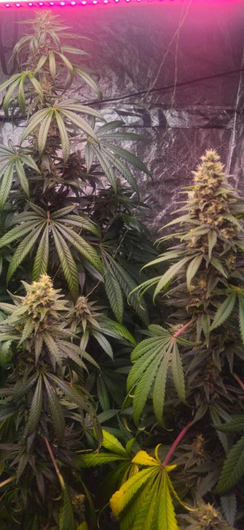 Amnesia. Week 9