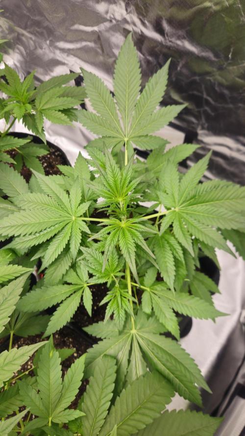 Cherry Cola Auto RF3. Week 4