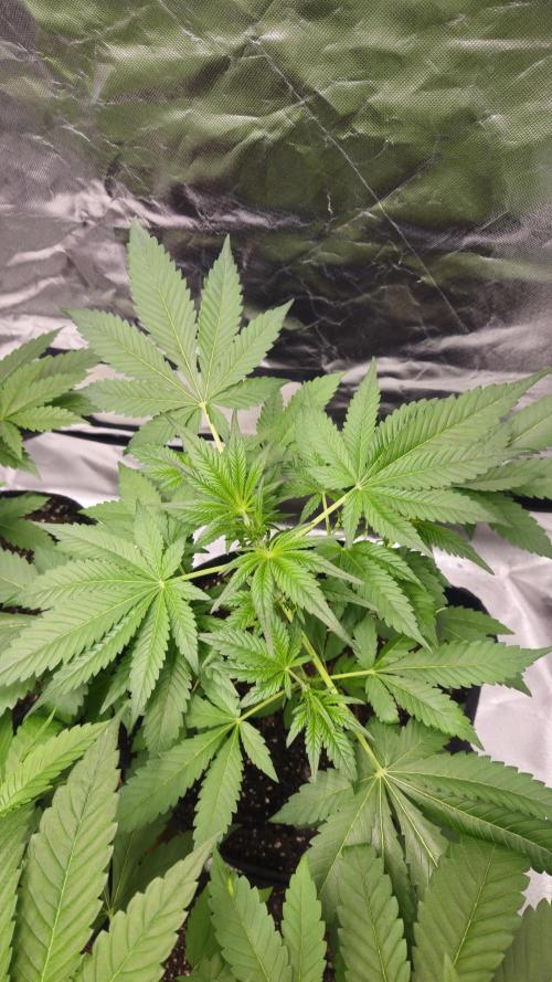 Cherry Cola Auto RF3. Week 4