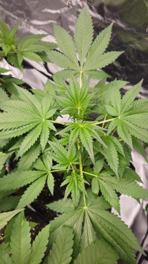 Cherry Cola Auto RF3. Week 4