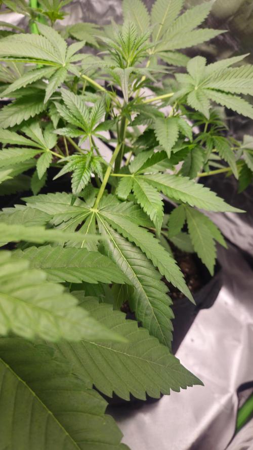 Cherry Cola Auto RF3. Week 4