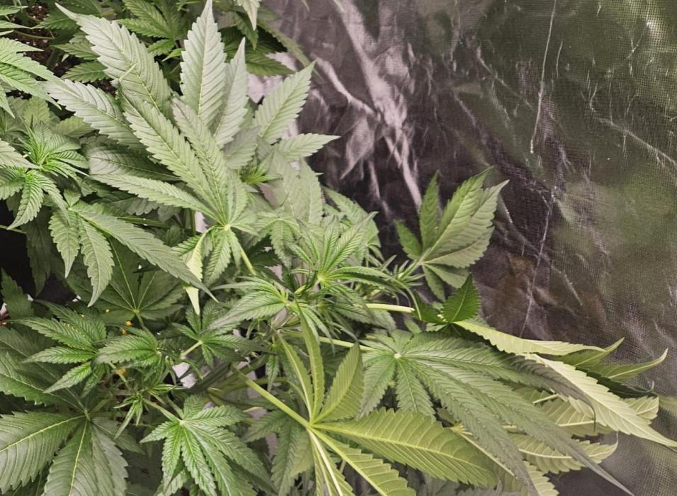 Cherry Cola Auto RF3. Week 5
