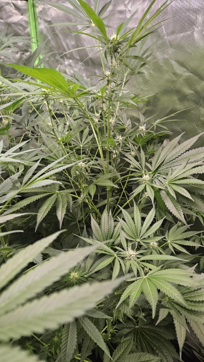 Cherry Cola Auto RF3. Week 7