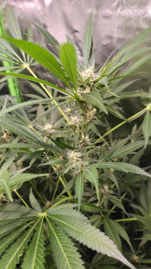 Cherry Cola Auto RF3. Week 8