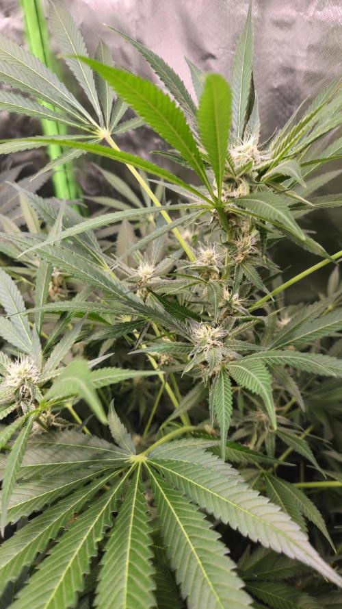 Cherry Cola Auto RF3. Week 8