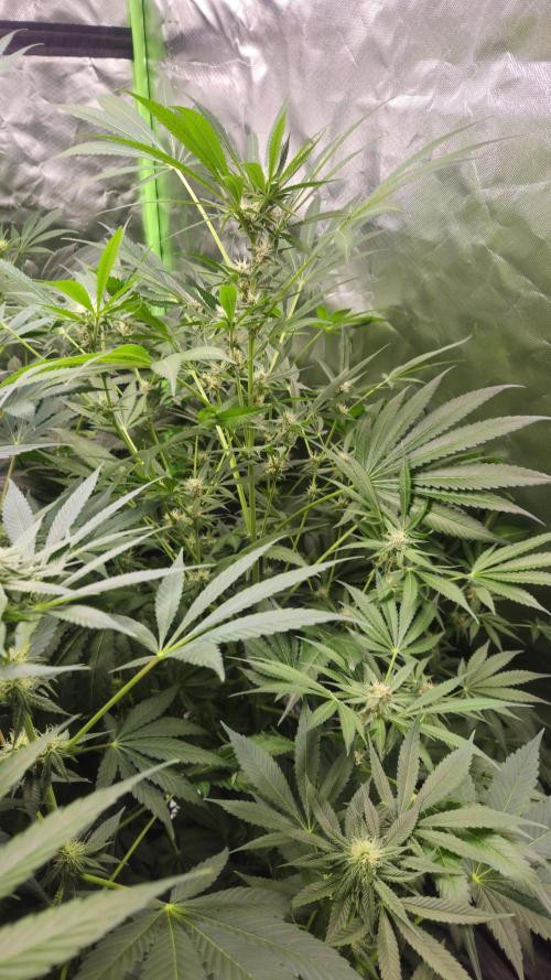 Cherry Cola Auto RF3. Week 8