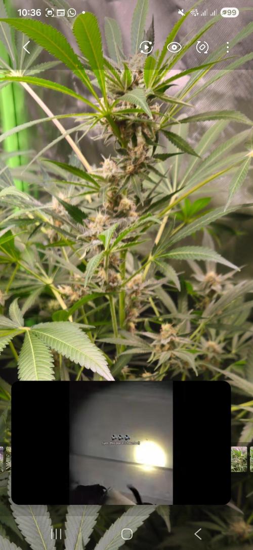 Cherry Cola Auto RF3. Week 9