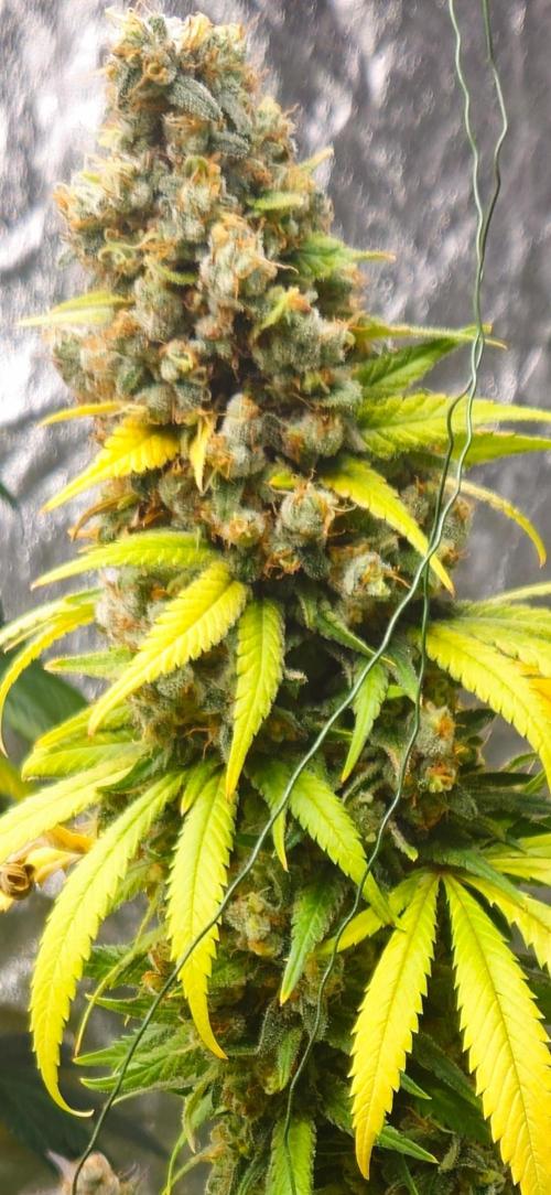 Amnesia. Week 11