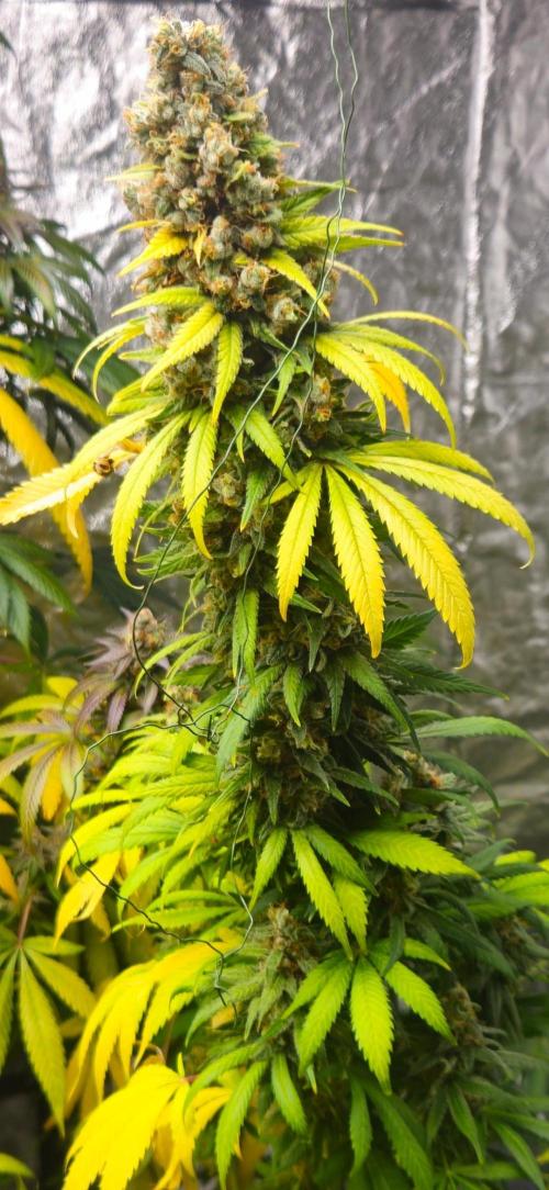 Amnesia. Week 11