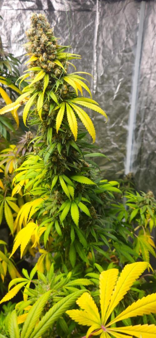 Amnesia. Week 11