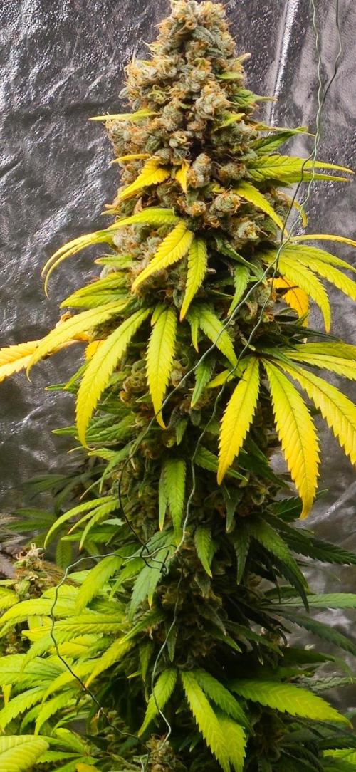 Amnesia. Week 11