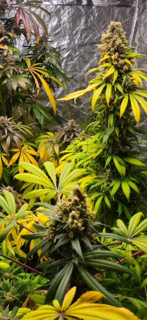 Amnesia. Week 11
