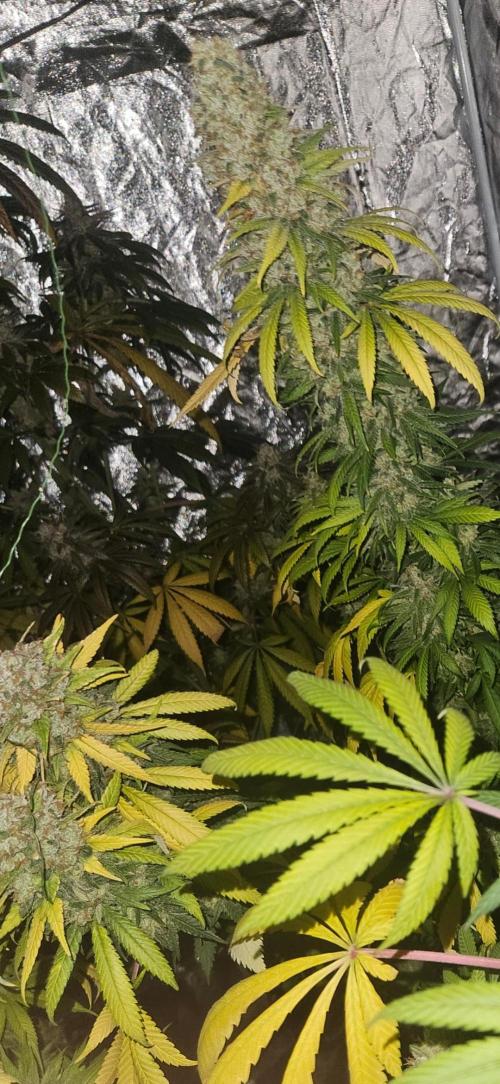 Amnesia. Week 11