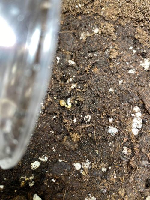 Gorilla Auto. Week 0