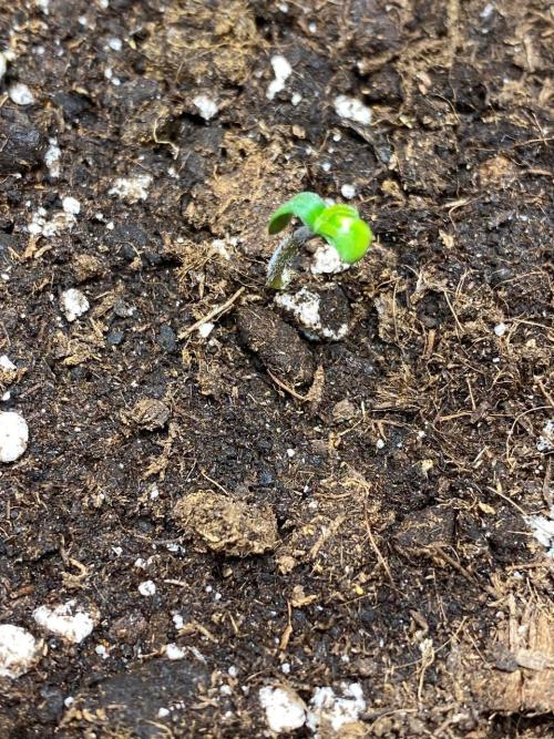 Gorilla Auto. Week 0