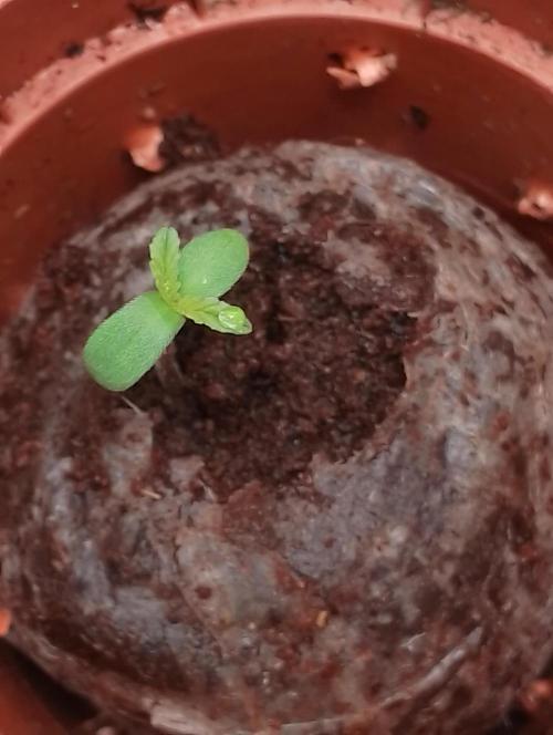 Neuer USA Grow. Week 1 - Tag 1